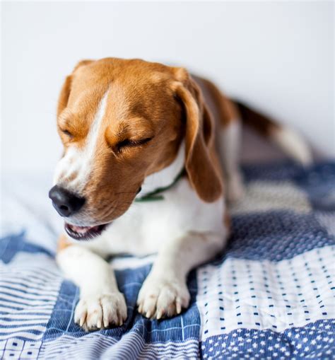 Do Dogs Get Hay Fever and What Are The Signs? - Vet Help Direct