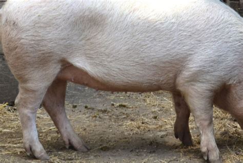 Large White Pig: The Commercial Breed with an Abundance of Meat for Pork Production – FarmerDB