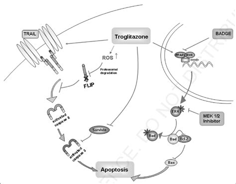 troglitazone proposed mechanisms  action troglitazone sensitizes