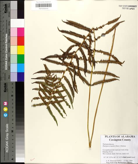 Pelazoneuron Kunthii Species Page Apa Alabama Plant Atlas