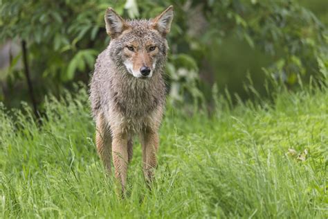 Chesterfield Township Police Department – Coyotes likely responsible ...