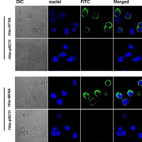 Expression And Localization Of Recombinant H7 Ha And N9 Na Proteins In