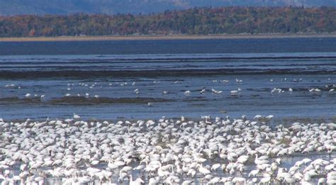 Domaine de l Île au Canot chasse Chasse et pêche à Montmagny