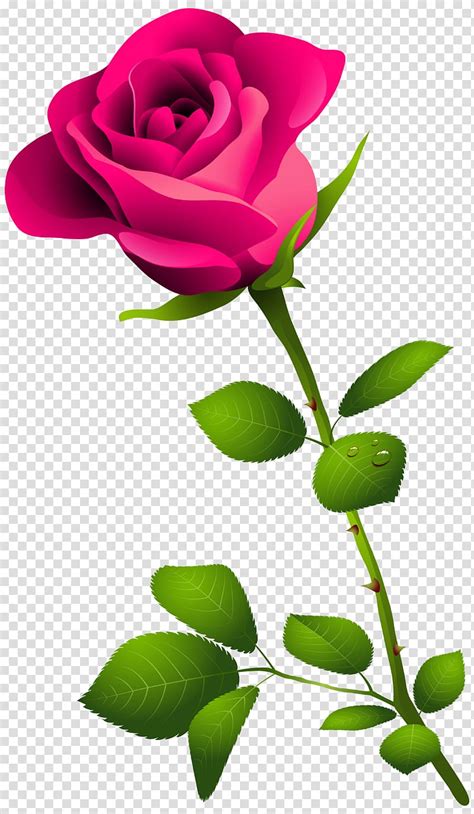 Free pink roses, Download Free pink roses png images, Free ClipArts on ...