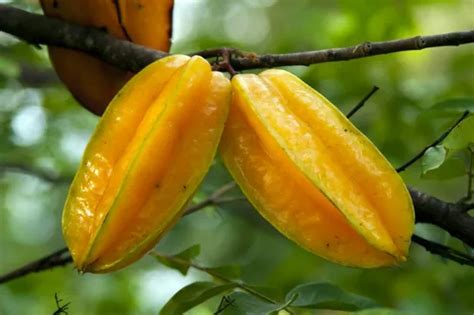 Sementes De Carambola Gigante P Mudas Doce Fruta Mercadolivre