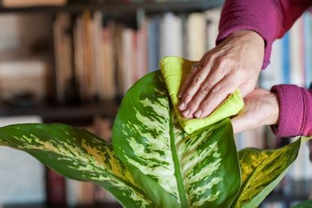 How To Clean Your Houseplants D And M Garden Centre