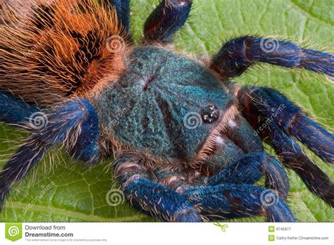 Tarantula Close Up Tarantula Spider Isolated On White Background