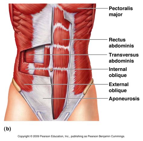 Abdominal Muscles Chiropractor Soft Tissue Clinic In South Bay Los