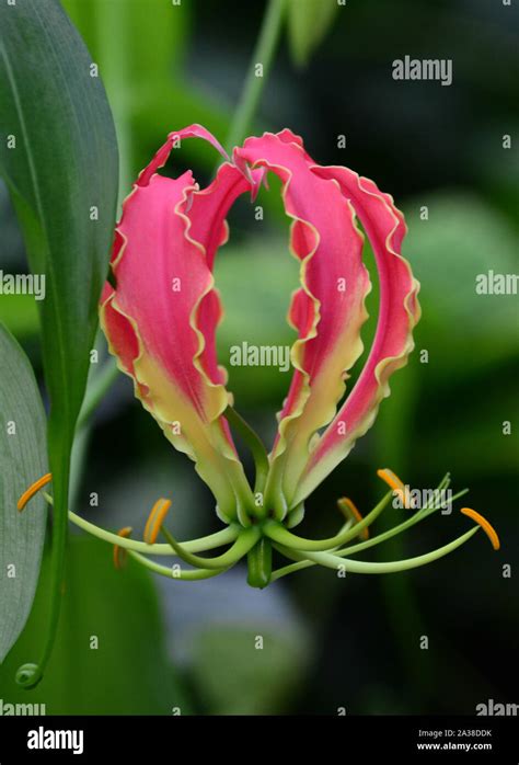 Flame Lily National Flower Zimbabwe Fotografías E Imágenes De Alta