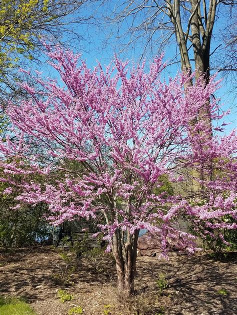 Eastern Redbud | Eastern redbud, Low maintenance landscaping, Front landscaping