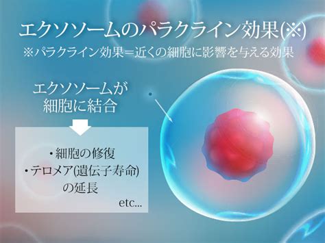 エクソソーム点滴 美容注射点滴なら城本クリニック