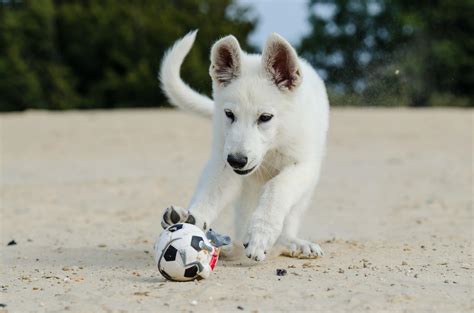 Wei Er Schweizer Sch Ferhund Rasseportrait Markt De