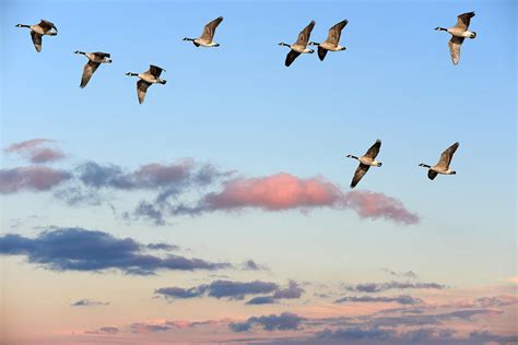 Canada Geese Migration Photograph By Patrick Wolf Fine Art America