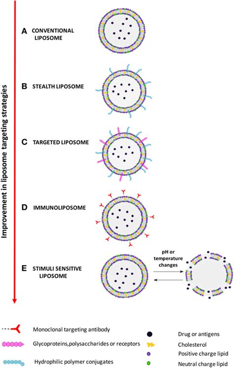 Liposomes Structure Classification And Applications Conduct Science