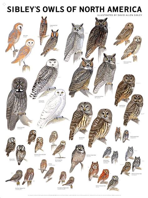Chart of Sibey's Owls of North America