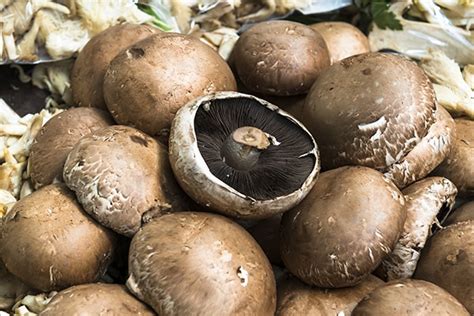 Guide To Portobello Mushrooms Benefits And Side Effects Handb