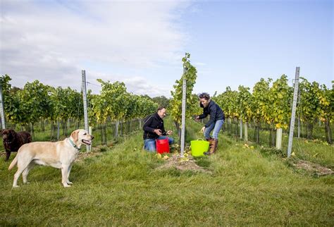 Naked Wines Plc British Public Pitch In To Name A New English Fizz