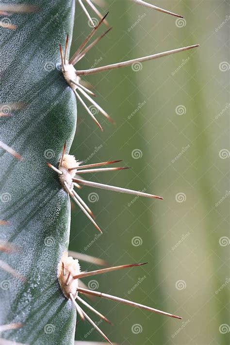 Cactus Spikes Closeup Stock Image Image Of Vibrant Macro 6859687