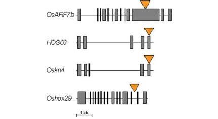 Schematic Representation Of The Genomic Organization In Exons Boxes