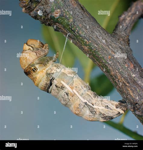 CITRUS SWALLOWTAIL BUTTERFLY Papilio Demodocus Larva Pupating South