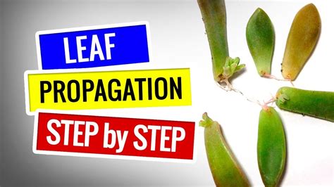 Succulent Propagation Leaf Propagation Step By Step Youtube