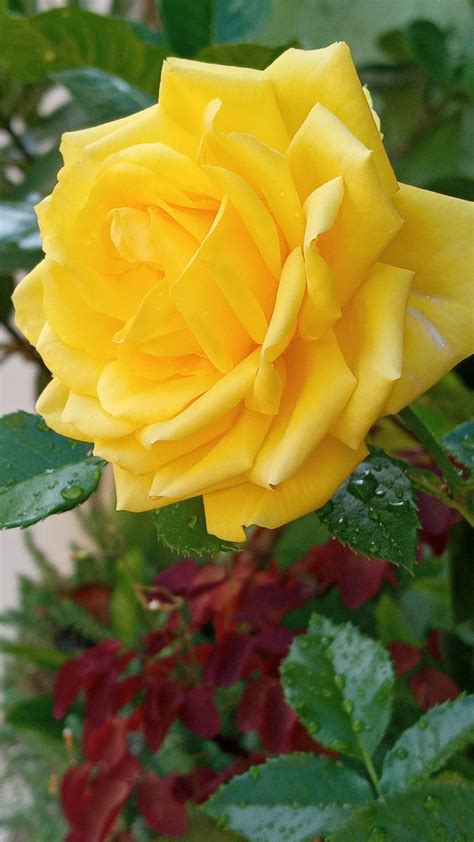 A Yellow Rose With Green Leaves In The Background