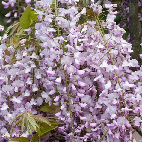 Wisteria Glicynia Tuscany Rose Cm Szczepiona Internetowy Sklep