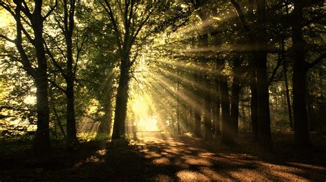 Rayons De Soleil Forêt Des Arbres Photo gratuite sur Pixabay Pixabay