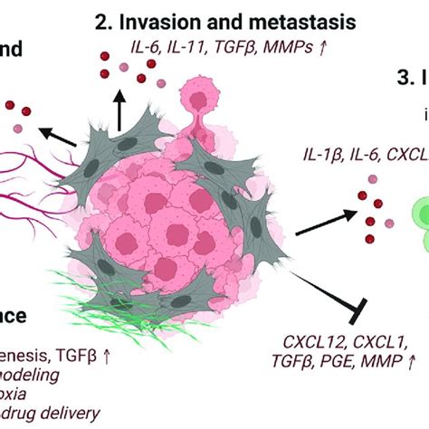 Schematic Representation Of Selected Pro Tumorigenic Functions Of Cafs Download Scientific