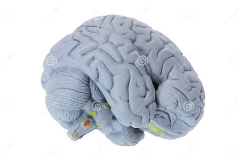 brain specimen stock image image  isolated white