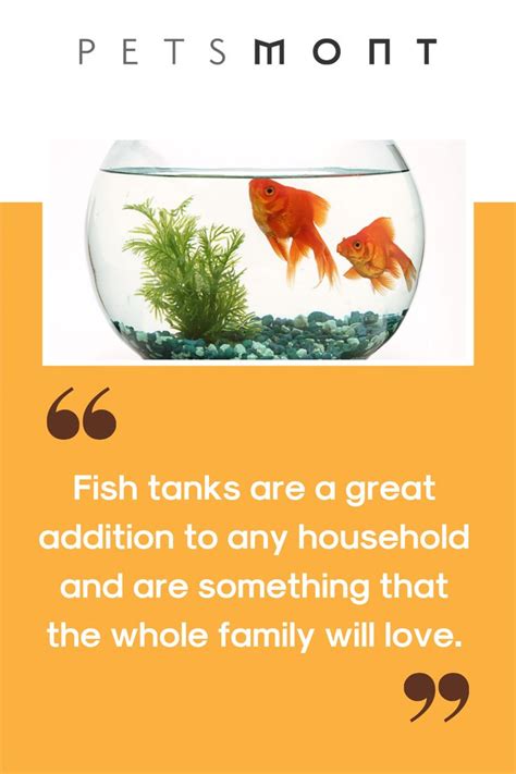 Pet Fish Supplies Everything You Need To Know Pet Fish Fish