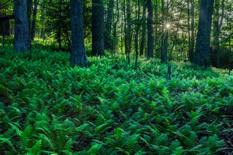 Green Ferns Under Trees North Carolina Forest Fine Art Print | Photos ...