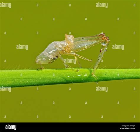 Grasshopper Skin In The Parks Stock Photo Alamy