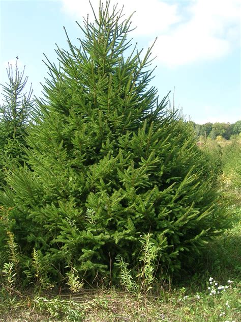 Trees Planet Picea Abies Norway Spruce