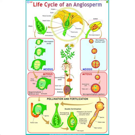 Life Cycle Of An Angiosperm Chart At Lowest Price In Delhi Manufacturersupplierexporter