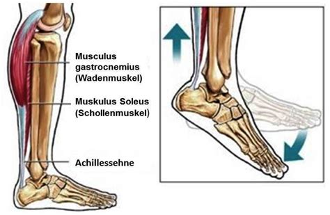 Der Laufgedanke Achillessehnenbeschwerden Achillodynie Reizung
