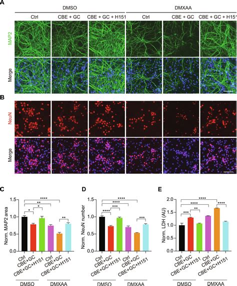 Glucosylceramide Accumulation In Microglia Triggers Sting Dependent