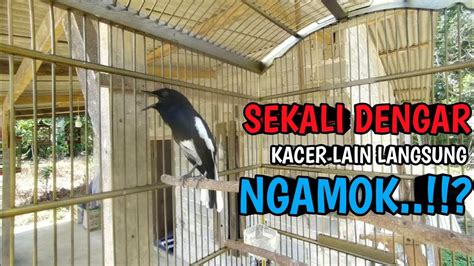 PANCINGAN KACER GACOR FULL ISIAN KASAR SEKALI DENGAR KACER LAIN