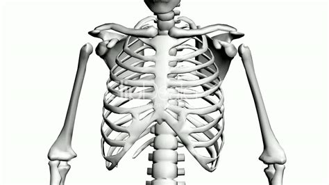 Chest Anatomy Bones Anatomy Reading Source