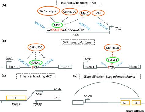 Super Enhancer Driven Transcriptional Dependencies In Cancer Trends In