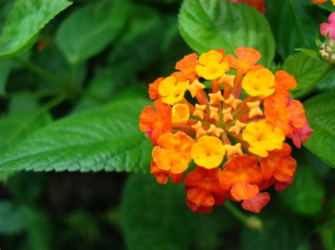 Asisbiz Tropical Garden Flowers Ayala Alabang Manila Philippines 15