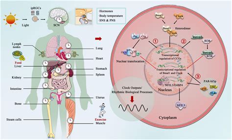 Frontiers The Role Of Circadian Clock In Astrocytes From Cellular