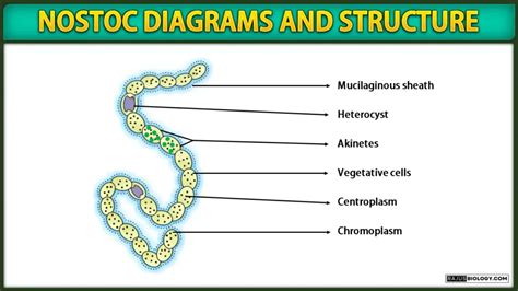 Nostoc Diagrams, Structure and Examples | Free Biology Notes - Rajus ...