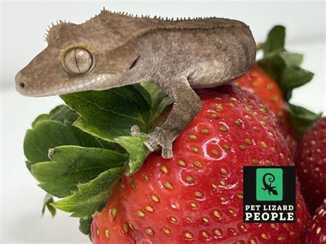 Can Crested Geckos Eat Strawberries? Complete Feeding Guide