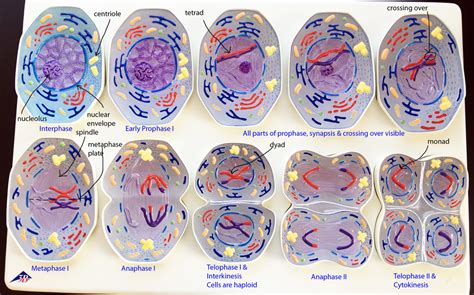 Meiosis Model Diagram Quizlet