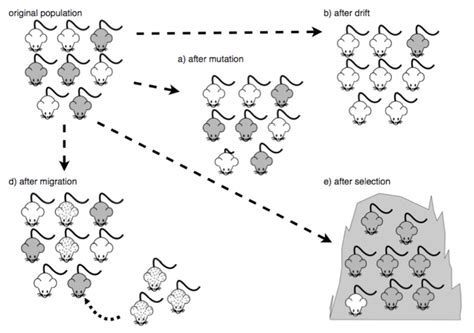Mechanisms Of Evolution Overview The Evolution And Biology Of Sex