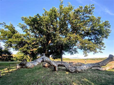 Quercia Delle Checche Pienza Si Val D Orcia Patrimonio Unesco