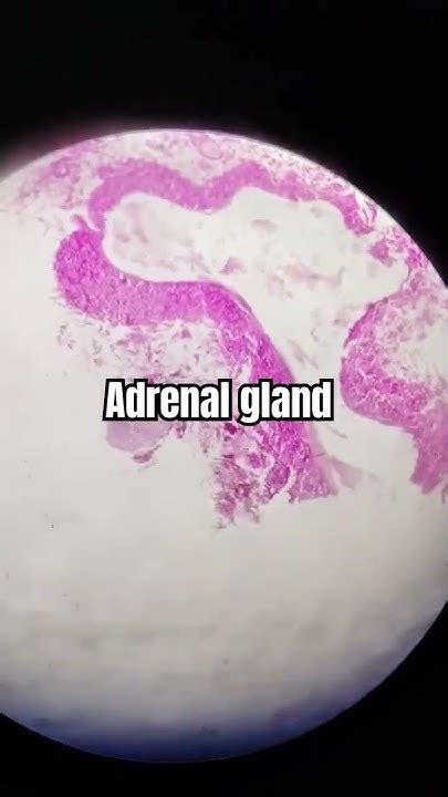 Microscopic View Of Adrenal Gland Viral Youtubeshorts Support Youtube