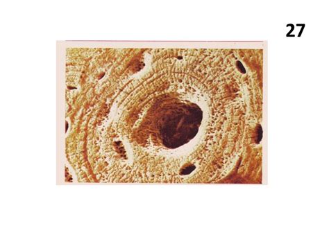 Угадай микропрепарат - презентация онлайн