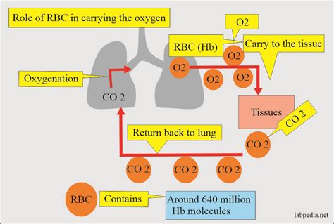 Anemia Classification Diagnosis And Routine Workup